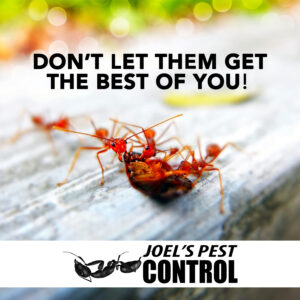 don't let ants get the best of you.