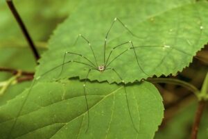 Cellar Spider (Daddy Long Leg)