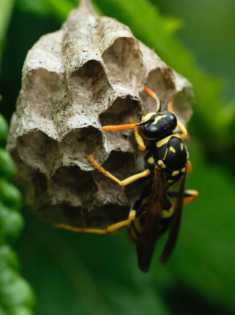 Paper Wasp 1