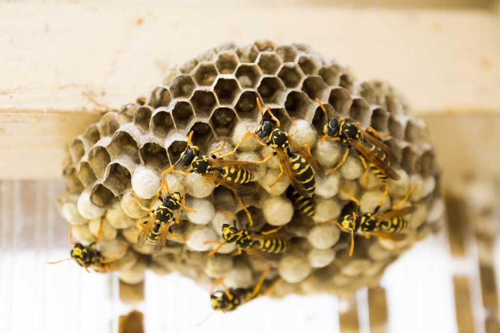 paper wasp hive