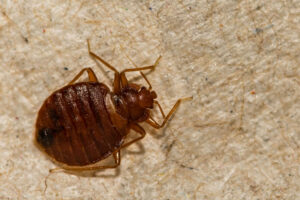 bed bug extermination northern california