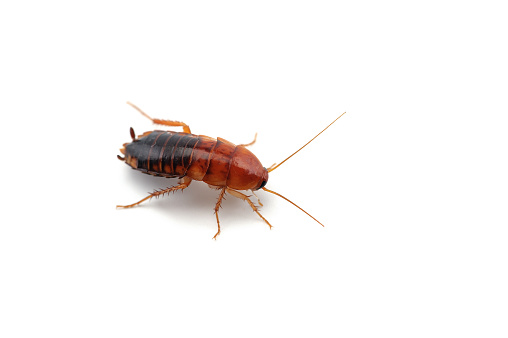 Turkestan Cockroach